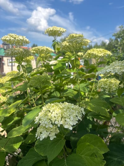 In the foreground, a cluster of white hydrangeas in full bloom is captured under a bright blue sky with scattered white clouds. The hydrangeas are a prominent feature, with their large, round flower heads composed of numerous small blossoms. The petals are a pale, creamy white, with some tinges of pale green. The leaves of the hydrangea bush are a vibrant green, broad and serrated, providing a lush backdrop to the flowers. Sunlight dapples the scene, highlighting the texture of the petals and leaves. In the middle ground and background, other hydrangea plants are visible, also in bloom and displaying their green foliage. Beyond the plants, a building with a brick facade and a green roof is partially visible, suggesting an urban or suburban setting. Trees with dark green foliage can be seen further in the background, framing the scene. The overall impression is one of a sunny, pleasant day in a garden or park-like environment within the Лотос Снт (марьино) area of Russia.
