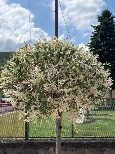 The image shows a standard dwarf 'Hakuro Nishiki' willow tree in Biaga, Bulgaria. The tree is characterized by its spherical shape and variegated foliage of white and green leaves. It's planted next to a weathered grey concrete fence with green mesh attached. Behind the fence, green grass and structures are visible. To the left, a utility pole intersects the sky, filled with white puffy clouds against a blue backdrop. In the far background, parts of a dark green tree and a mountain are also seen.