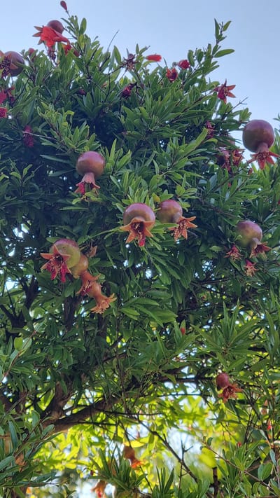 This image captures a pomegranate tree laden with developing fruits and red flowers, set against a clear blue sky. The tree's branches are covered in lush green foliage. Several young pomegranates, ranging in color from light green to reddish-purple, are visible, some still bearing remnants of their distinctive crown-like calyx. Red pomegranate flowers, some in bloom and others appearing wilted, are also scattered throughout the branches. The lower portion of the image shows sunlight filtering through the leaves, illuminating the underside of the foliage with a warm, greenish glow. The overall scene suggests a natural, outdoor setting, consistent with a garden or orchard environment in Palaios Panteleimonas, Greece. No people or animals are present in the frame.