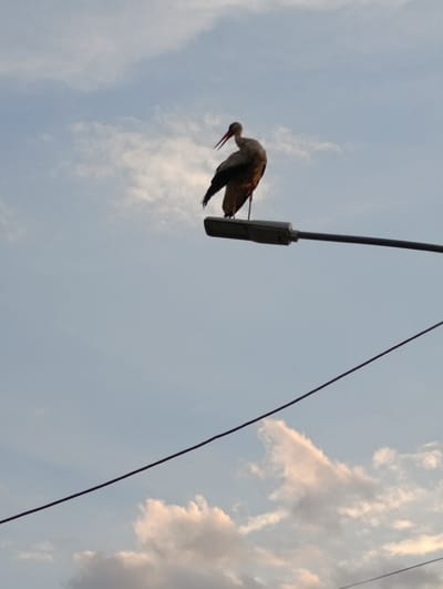 A solitary white stork is perched on top of a lamppost in Chitila, Romania. The bird is facing left, with its beak slightly open and its head tilted down. The sky behind it is a pale blue with scattered white clouds. Two dark wires run diagonally across the image, one above and one below the lamppost. The scene appears to be captured during the daytime.