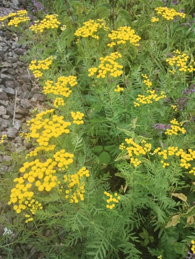 A close-up, eye-level, outdoor photograph shows a dense cluster of common tansy (Tanacetum vulgare) in bloom, their bright yellow button-like flower heads forming abundant corymbs. The plants are situated in a naturalistic setting, with feathery, fern-like green foliage and some interspersed smaller, purple-blue flowers, possibly from a different plant species like catmint or a type of Salvia. To the left of the frame, a scattering of greyish, irregular-shaped stones, resembling gravel or crushed rock, forms a border or pathway. The background is filled with the green, leafy texture of more vegetation, suggesting a wild or uncultivated area, possibly on the outskirts of a village. The lighting is soft and diffused, indicating an overcast day or shade. No people are present in the image. The scene depicts a common roadside or field plant in its natural habitat within the vicinity of Bilany, Ukraine.