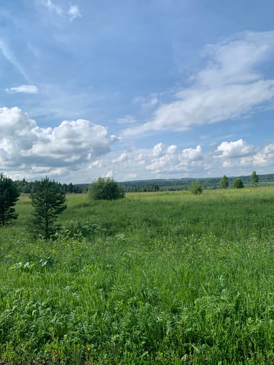 This is a medium-shot, vertical, outdoor, daytime, eye-level photograph of a lush, green meadow under a partly cloudy blue sky. The foreground is dominated by tall, dense grass with some smaller wildflowers interspersed, including yellow and white blooms. To the left, two evergreen trees are visible. In the mid-ground, there are more scattered trees and bushes, with a larger, rounded bush to the right of center. The background features a rolling, tree-covered landscape stretching to the horizon. The sky above is a bright blue with scattered cumulus clouds. The scene appears to be a natural, undeveloped rural landscape. The location is described as Barsai, Russia.