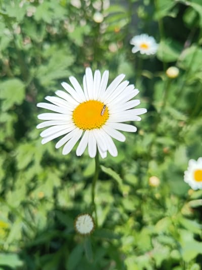 The image shows a close-up of a daisy with a small insect on its yellow center. The daisy has white petals and a bright yellow disk. The background is a blur of green leaves and some other out-of-focus daisies, suggesting a garden or natural setting. The lighting indicates it is daytime, likely outdoors. The location provided, Verkhnie Chershily, Russia, is noted but not visually evident in the image itself.