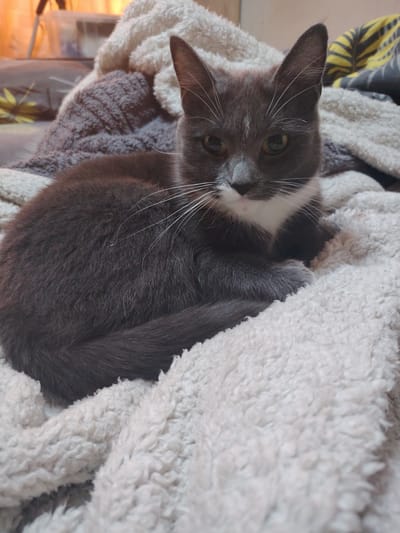 The image depicts a gray and white cat lying on a white fluffy blanket. The cat is facing the camera with its head slightly tilted. Its eyes are open and its whiskers are prominent. Behind the cat, there are other blankets and what appears to be a part of a piece of furniture. The background is out of focus. There is no visible indication of the cat's location in the city of Буланаш, Russia. The scene appears to be indoors, possibly in a bedroom or living room.