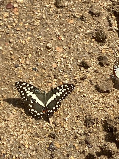 This close-up outdoor photograph features a striking butterfly resting on textured ground. The primary subject is a dark-colored butterfly, likely a swallowtail or similar species, prominently adorned with numerous white spots and bold white bands across its wings. Small reddish-orange eyespots are visible near the body on its hindwings. The butterfly's wings are held partially open, revealing its intricate patterns. It casts a distinct shadow on the ground, indicating bright, direct sunlight.
The setting is a dry, uneven ground surface composed of small, light-colored pebbles, sand, and darker soil particles, suggesting a natural, possibly arid or semi-arid environment. In the upper left background, another butterfly, lighter in color with dark markings, is partially visible and out of focus.
The activity depicted is the butterfly resting, possibly engaging in "puddling," a common behavior where butterflies extract nutrients from damp soil. The strong sunlight confirms it is daytime with clear weather. The image provides a detailed view of the butterfly's patterns and its immediate surroundings. The location is Kukum, Nigeria, consistent with a natural outdoor scene featuring insect life. There is no visible text in the image.