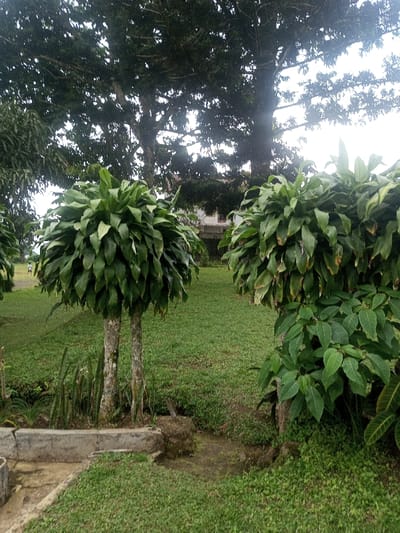 The scene depicts an outdoor garden or park area in Nghĩa Đồng Commune, Vietnam, under an overcast sky. In the foreground, two prominent plants are centrally positioned. Each plant features one or two slender, light-colored trunks supporting a dense, spherical crown of dark green, broad leaves. The plant on the left has a bifurcated trunk, while the one to its right has a single trunk partially obscured by additional foliage. A third, similar plant is partially visible on the far right. A low, rough-hewn concrete border runs along the bottom left of the frame. The ground is covered in neatly trimmed green grass, with narrow dirt paths visible between features. In the midground, a lone individual, dressed in light and dark clothing, walks from right to left across the grass. The background features several large, mature trees with dark, dense canopies, partially obscuring a light-colored, multi-story building with visible windows.