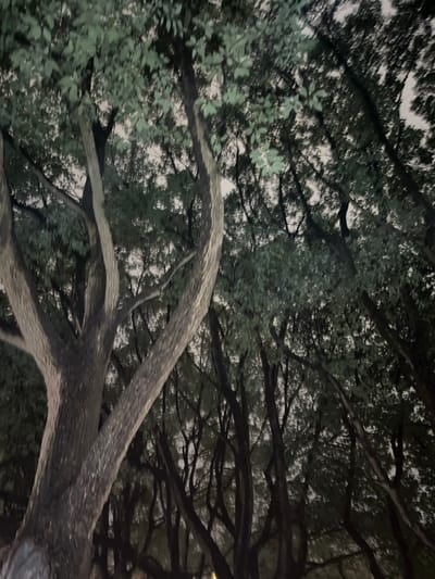 The scene, identified as being in Yanqiao, China, depicts a dense arboreal canopy viewed from a low, upward-facing perspective. Multiple tree trunks, exhibiting dark, textured bark, rise prominently from the lower portion of the frame, their branches extending upwards and intertwining overhead. These branches are densely covered with dark green foliage, which largely obscures the direct view of the sky. Through various gaps in the leaf cover, portions of the sky are visible, appearing as a diffuse light grey or white backdrop, indicative of twilight or nighttime conditions with ambient light. No individuals, animals, or specific man-made objects are discernible within the photographic frame.
