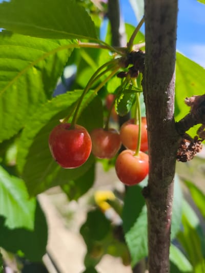 A close-up, eye-level shot shows several ripe cherries hanging from a tree branch. The cherries are mostly red with some yellowish-pink hues, indicating they are nearing full ripeness. They are suspended by thin green stems against a backdrop of vibrant green leaves and a clear blue sky. A rough, brown tree trunk is visible on the right side of the frame, providing a textural contrast to the smooth fruit and soft leaves. The lighting suggests it is a sunny day, casting soft shadows. The image appears to be taken in a natural outdoor setting, possibly a garden or orchard, in a location like Фронтовики Снт, Russia.