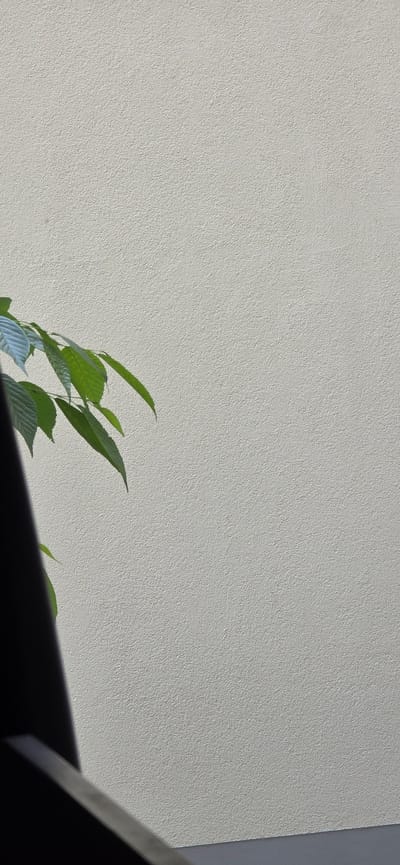 The image shows a light-colored textured wall in Darmstadt, Germany. In the foreground, the dark shadow of an object, possibly a railing or a fence, is visible along the bottom edge and extending up the left side of the frame. To the left of the wall, a branch with several green leaves is positioned, casting a subtle shadow on the wall. The lighting suggests it is daytime, with sunlight illuminating the wall and leaves. The overall scene is minimalist and focuses on texture and light play.