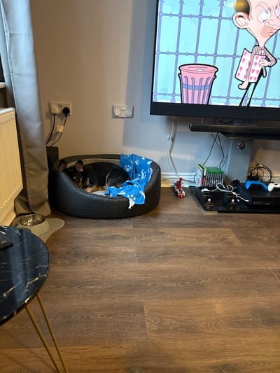This image depicts an interior view of a domestic living space located in Forest of Dean, United Kingdom. The scene features a dark-colored French Bulldog sleeping curled up in a black, oval-shaped dog bed positioned on a light brown wooden laminate floor. A blue blanket with white paw prints is partially covering the dog. To the immediate left of the dog bed, two silver pet bowls rest on a grey mat. Further left, a portion of a black marble-patterned circular coffee table with gold legs is visible.

Against the light grey wall behind the dog bed, a white electrical outlet with two plugs and associated cables is visible, along with another white rectangular control unit (likely a dimmer or switch). A large flat-screen television is mounted or placed on a stand to the right, displaying an animated scene from "Mr. Bean," featuring the character Mr. Bean holding a card and a pink trash can against a light blue background with a gate pattern. Below the television, a black soundbar is centrally placed, resting on a grey television stand. On the floor beneath the soundbar and stand, various electronic devices are arranged, including at least two black game consoles, several video game cases with green spines, a blue Xbox controller, and a white controller. A small red and white toy truck is on the floor between the dog bed and the entertainment setup. A white radiator and a grey curtain are partially visible along the left edge of the image. The environment is well-lit, likely from ambient indoor lighting.