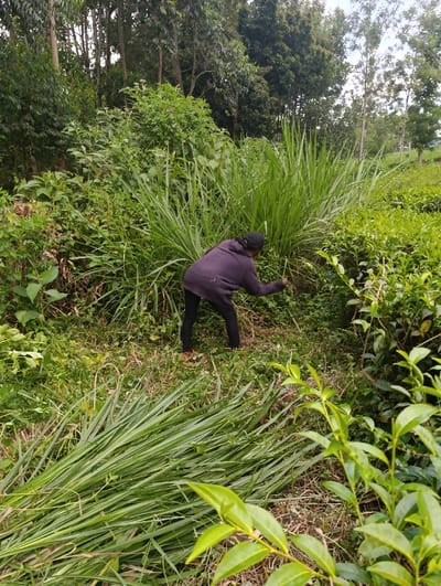 The image depicts a person engaged in agricultural work amidst lush greenery in an outdoor setting. A lone individual, dressed in a dark hooded top and dark trousers, is seen from behind, bent over and actively cutting tall, dense grass in the center of the frame. To their left, a large pile of freshly cut green grass lies on the ground, indicating ongoing harvesting.
The scene is dominated by various forms of vegetation. A prominent clump of tall, reedy grass stands in the mid-ground, where the person is working. To the right, vibrant green tea bushes with their characteristic small leaves are clearly visible, stretching towards the background. The background is filled with a dense canopy of tall trees, suggesting a woodland or forest bordering the cultivated area. The ground around the activity is covered with shorter grasses and undergrowth.
The time of day appears to be daytime, with soft, diffused lighting suggesting an overcast sky or an early morning/late afternoon. There are no harsh shadows. The abundant and healthy plant life indicates a fertile environment. The presence of tea bushes is a strong geographical cue, pointing to a tea-growing region like Kaplelwo, Kenya, which is the provided location context. The person's posture suggests focused manual labor. No text is visible in the media file.