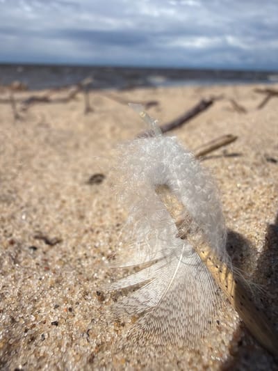This is a close-up, low-angle outdoor photograph of a white feather on a sandy beach. The feather is partially attached to a thin, dry twig that is lying on the sand. The feather is delicate and fluffy at the top, with a more defined, ribbed structure towards the bottom. The sand is granular and appears wet in places, with small pebbles and debris scattered throughout. In the background, the shallow water of a body of water meets the sandy shore, and a cloudy sky is visible above. The overall impression is one of natural, undisturbed beach debris. The location is the beach of the Gauja River in Gauja, Latvia. There are no people or animals present in the image.