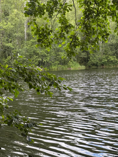 A picturesque landscape photograph captures a serene lake scene in Krasny Kholm, Russia. The foreground is dominated by the rippling surface of a dark green lake, reflecting the overcast sky with streaks of white light. Overhanging branches with lush green leaves frame the top and left sides of the image, adding a touch of nature's tranquility. Beyond the lake, a dense forest of mixed deciduous and birch trees forms the backdrop, their varied shades of green creating a rich tapestry. The scene conveys a sense of peace and natural beauty, typical of the Russian countryside.