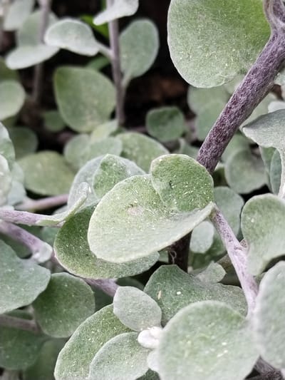 The image shows a close-up view of a plant with numerous small, rounded, fuzzy green leaves arranged along thin, purplish stems. The lighting is somewhat dim, creating a soft focus effect. The background is dark and out of focus, suggesting a natural outdoor environment. There are no people or discernible structures visible. The location is identified as Гожскі сельскі Савет, Belarus.