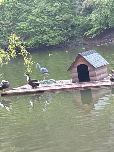 A body of water reflects a duck house set atop a boardwalk. Birds populate the boardwalk; one is blue-grey, and others are black and white. Green trees and bushes are on the edge of the water. The location is unknown, Armenia.