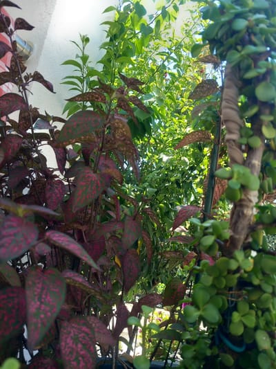 The image captures a close-up view of several plants, with a focus on foliage. In the foreground, a plant with dark red leaves speckled with green is prominently displayed, its leaves taking up a significant portion of the frame. To the right, a thick, woody stem is visible, entwined with a rough, fibrous material, possibly rope or fabric. This stem is adorned with numerous small, oval-shaped green leaves. Behind these, a dense arrangement of vibrant green leaves suggests a larger plant or shrubbery. The background is a bright, textured white wall, possibly an exterior surface of a building, with a silver pipe or conduit protruding from it. The scene is outdoors, bathed in natural light, suggesting a sunny day. The overall impression is one of lush, domestic greenery, possibly in a garden or courtyard setting. No people or animals are present in the image. The location is specified as Άγιος Νεκτάριος, Greece, but this is external information not directly visible within the image itself.