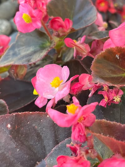 A close-up, low-angle, outdoor shot displays vibrant pink begonia flowers and dark, textured leaves. The flowers, with their bright yellow centers, are in various stages of bloom, some fully open and others still forming. The leaves are a deep, rich color, appearing almost black in some areas, with fuzzy edges. The background is a blur of green and pink, suggesting more foliage and flowers. The image is sharp and in focus, highlighting the intricate details of the petals and leaves. The lighting is natural and even, creating soft shadows and bringing out the rich colors of the plants. The scene appears to be a well-maintained garden or floral display, possibly in a residential area or public park in Kanju, Pakistan, given the request for a specific location. There are no people or animals visible in the frame.