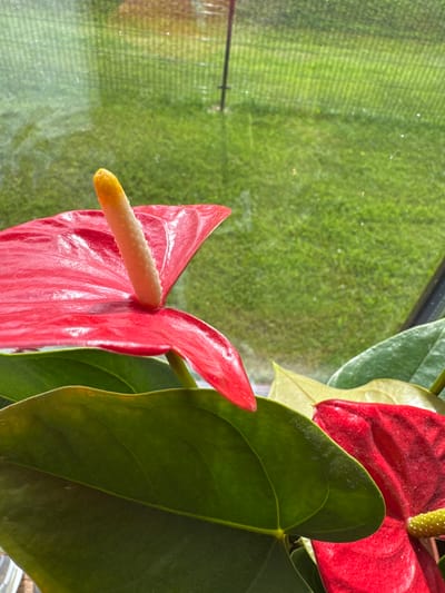 The image shows a close-up of a red anthurium plant with a bright yellow spadix, situated near a window. Through the window, a green lawn and a black fence are visible, suggesting an outdoor environment. The lighting indicates it is daytime, possibly sunny, as evidenced by the reflections and highlights on the plant's leaves and spathe. There are no people or animals present in the image. The scene appears to be an indoor setting with a plant by a window. The location is not specified in the image.