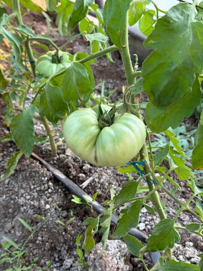 In Golyam Chardak, Bulgaria, a close-up, eye-level, vertical shot focuses on a large, unripe green tomato hanging from its vine amidst dense foliage and dark, crumbly soil. The tomato, with its ribbed surface and pale green hue, occupies the center of the frame. To the left, another, smaller green tomato is visible, partially obscured by leaves. The plant's stem is sturdy and covered in fine hairs, with bright green leaves fanning out around the fruit. A black irrigation tube snakes across the ground in the lower portion of the image, partially buried in the soil. The background is softly blurred, suggesting an outdoor garden setting under natural light.