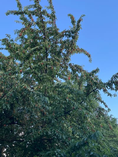 This image shows a cherry tree laden with ripe cherries against a clear blue sky. The tree is densely packed with green leaves and branches, with numerous small, red cherries visible amongst the foliage. The branches are reaching upwards and outwards, with some drooping slightly under the weight of the fruit. The scene appears to be outdoors, in a location that could be a garden or orchard. The presence of a cherry tree suggests a temperate climate, likely during the summer harvest season. Without further context or identifying features, it is difficult to pinpoint the exact location within Bašť, Czechia, but the scene depicts a common natural element found in such settings.