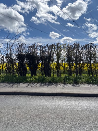 The image depicts a roadside scene in Broxbourne, United Kingdom, characterized by a clear, blue sky with scattered cumulus clouds and high-voltage power lines extending across the upper left portion. A row of trees and shrubs flanks the roadside, with visible yellow flowering plants behind the trees, suggesting a rapeseed field or similar flowering crop. The trees appear partially bare, with some showing new leaves. A gray asphalt road occupies the right side of the image, showing varying levels of wear. No people or animals are visible. The image is shot at an angle, giving a sense of depth along the roadside.