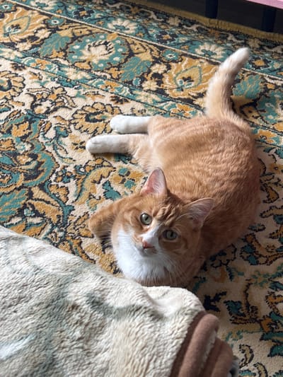 An orange and white cat lies on a patterned rug. The rug has a beige base with intricate designs in teal, gold, and black. The cat is positioned on its side, with its body slightly curled. Its eyes are open and looking towards the camera. One of its front paws is extended, and its tail is visible, curving upwards. In the foreground, a portion of a fluffy, beige blanket is visible, partially obscuring the cat. The image appears to be taken indoors, with no specific identifiable features that would place it in the city of Khor, Russia.