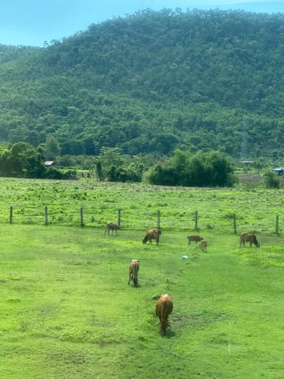 The image depicts a rural landscape in Phan Son, Vietnam. In the foreground, a lush green pasture is dotted with several cows grazing. A wooden fence runs horizontally across the middle ground, separating different sections of the field. Behind the pasture, a dense, verdant forest covers the slopes of a large mountain. The sky above is a clear, bright blue. A few small structures, possibly houses or farm buildings, are visible amongst the trees in the distance. A tall electrical pylon is also present in the background. The scene conveys a sense of peaceful rural life.