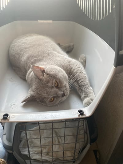 In Bakikhanov, Azerbaijan, a light gray British Shorthair cat is lying on its side inside a white plastic pet carrier. The cat has bright yellow eyes and is looking towards the camera. Its left paw is extended forward. The pet carrier is open at the top, revealing the cat within. The lower part of the carrier is a dark gray base with a wire mesh door. Inside the lower compartment, there is white crumpled material. The background is blurred, but suggests an indoor setting with some textured surfaces.
