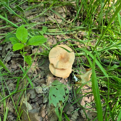 This media file is a top-down view of a forest floor in Chmyrivka, Ukraine. The scene is dominated by lush green grass and scattered brown fallen leaves, suggesting an outdoor, natural setting. The lighting indicates it is daytime, with sunlight filtering through the vegetation, creating dappled shadows.

The primary subjects are two mushrooms. One is a prominent, pale yellow mushroom with a wide, flat cap, appearing to be two caps fused together. It is situated in the center of the frame, partially obscured by blades of grass. A second, smaller, funnel-shaped mushroom is visible in the upper right quadrant, its light brown gills clearly defined.

Other details include a damaged green leaf in the middle right of the frame, showing signs of insect damage with several holes. A small, vibrant green plant with broad leaves grows in the lower left, contrasting with the drier foliage around it. The ground cover consists of dry leaves and some twigs, typical of a woodland environment. There are no people or animals visible, and no text is present in the image. The overall impression is of a quiet, natural scene, perhaps after a light rain given the dew-like sheen on some of the grass blades.