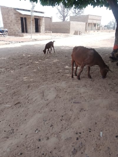 The scene, located in Kanwa, Nigeria, depicts an outdoor environment under bright daylight. The foreground and midground consist of dry, unpaved earth with scattered debris including small stones and organic matter. Two goats are visible: a larger, reddish-brown goat occupies the foreground, its head lowered to the ground in a grazing posture beneath the shade of a large tree partially visible on the right. A smaller, darker brown goat is positioned in the midground, similarly grazing. A human figure, mostly obscured, is present under the tree's shade on the far right. In the background, across an unpaved road, multiple single-story structures built from light-colored concrete blocks are present. The structure on the far left features a corrugated metal roof and two open, dark doorways. A dark-colored motorcycle is parked near this structure. Further right in the background, another block structure stands. The overall environment appears arid.