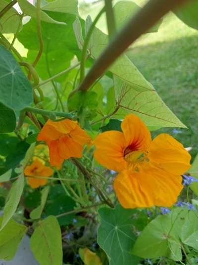 The image displays a close-up view of several bright orange nasturtium flowers with green leaves. The flowers are in various stages of bloom, with some fully open and others partially closed. The leaves are large and round, with prominent veins. The background shows a blurred expanse of green grass, suggesting an outdoor setting. The overall scene is natural and vibrant, characterized by the rich colors of the flowers and foliage. No people or specific structures are visible, indicating a focus on the flora. The location is specified as Антенна Снт, Russia, which implies a garden or natural area within that region.