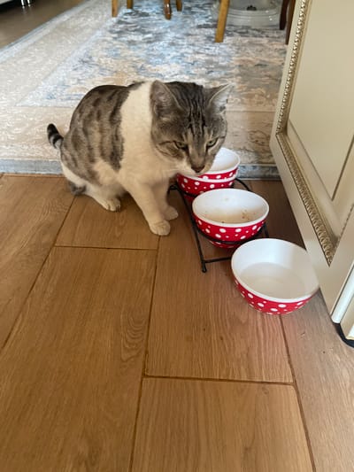 A grey and white cat is positioned on a wooden floor next to a set of three red and white polka dot bowls on a stand. The cat is looking down into the top bowl, which contains some food residue. The bowls are of varying fullness, with the top bowl being the most full, the middle bowl containing a small amount of food, and the bottom bowl appearing empty. The environment suggests an indoor setting with a rug and furniture visible in the background. The image does not contain any information about the location in the city of Tasbuget, Kazakhstan.