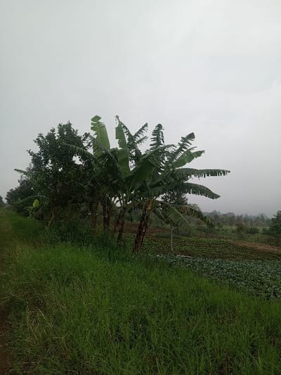 The image displays a rural agricultural landscape in Joshi Vihir, India, under an overcast sky. A narrow dirt path occupies the far left of the foreground, running parallel to a dense expanse of tall, green grass that covers the lower and central portions of the scene. In the mid-ground, a line of vegetation features several prominent banana trees with large, green leaves, some exhibiting minor damage or tearing, interspersed with other dark green trees. To the right of these trees, a cultivated field stretches across a gentle slope, presenting distinct rows of short, leafy green crops. The background consists of rolling terrain with scattered trees and vegetation, receding into a light grey atmospheric haze. The sky above is uniformly light grey and completely overcast. No people, animals, or active interactions are present in the scene.