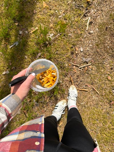 An overhead shot captures a person's hands and legs in a woodland environment, likely in Mucenieki, Latvia. The person is wearing a red, white, and blue plaid shirt, black leggings, and white athletic shoes with red and white stripes on the socks. In their right hand, they hold a clear plastic container filled with yellow chanterelle mushrooms. A black-handled knife rests inside the container, with its blade submerged amongst the mushrooms. The ground is covered with moss, dry pine needles, and small twigs, indicating a natural, outdoor setting. The lighting suggests it is daytime, with sunlight filtering through the foliage.