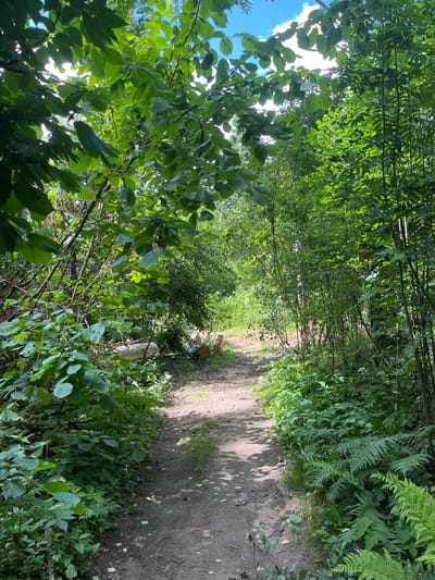 The image shows a dirt path winding through a dense, green forest. Sunlight filters through the leafy canopy, casting dappled shadows on the path and surrounding vegetation. On the left side of the path, there are thick bushes and trees, with some fallen logs and branches visible. On the right, the forest continues with more trees and ferns growing densely. The path appears to lead deeper into the woods. In the distance, at the end of the path, there is a clearing with what appears to be some wooden objects. The overall scene is natural and tranquil, suggesting a recreational area or a natural park. This is likely within the city of Petrovskoye-Dachnoe, Russia, given the context provided. There are no people or animals visible in the image.