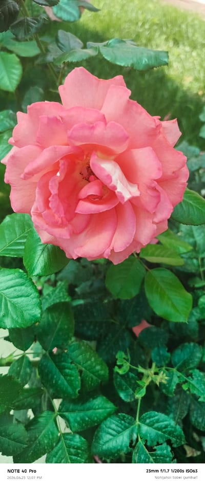 This media file is a vertical, close-up photograph of a vibrant pink rose. The rose is the central subject, positioned in the upper half of the frame, with its petals unfurling to reveal the intricate layers within. Some petals have delicate white edges. The rose is surrounded by lush, dark green foliage, with several leaves visible in the foreground and background, creating a natural garden setting. The lighting suggests it is daytime, possibly morning or late afternoon, given the soft light that highlights the rose's texture and color. The overall mood is serene and natural, focusing on the beauty of the flower.

Visible text at the bottom of the image provides metadata: "NOTE 40 Pro", "2026.06.25 12:07 PM", and "23mm f/1.7 1/200s ISO63 Nohijahoi tobei çumhurī". This indicates the photograph was taken with a "NOTE 40 Pro" device on June 25, 2026, at 12:07 PM, with specific camera settings. The final line of text appears to be a caption or title in a language other than English.