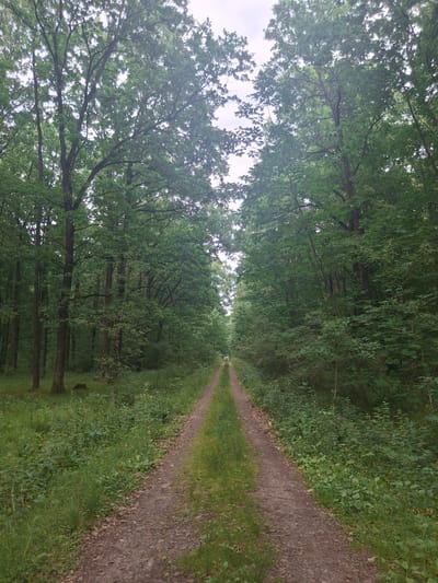 This is a landscape photograph taken from a slightly elevated perspective, looking down a dirt path that winds through a dense forest. The path is on the right side of the image, with its edge clearly defined by green grass and foliage. The forest canopy is thick, with lush green leaves and branches forming a tunnel-like effect over the path, obscuring much of the sky. Sunlight filters through the leaves, creating dappled light and shadows.
The trees are tall and appear to be deciduous, with substantial trunks. The foliage is varied, with different shades of green indicating a healthy and vibrant forest ecosystem. The path itself is made of gravel and dirt, with some fallen leaves visible. The overall impression is one of a serene and natural environment, perhaps a hiking trail or a forest road. There are no people or man-made objects other than the path itself. The time of day appears to be daytime, with diffused light suggesting it might be overcast or the sun is lower in the sky, possibly late morning or afternoon. The weather seems calm, with no indication of wind or rain. The location cues are primarily the dense forest, the specific type of trees and undergrowth, and the unpaved path, all consistent with a rural or natural setting. No text is visible in the image.