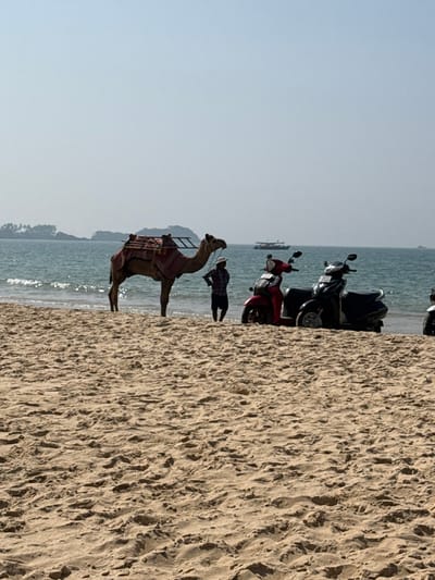 A camel stands on a sandy beach near the water's edge, saddled and ready for a ride. A person stands nearby, seemingly in charge of the animal. The scene includes several parked motorbikes on the beach. In the background, there's a view of the sea and a distant landmass. The sky is clear and bright. The sand is textured and makes up a significant portion of the image.