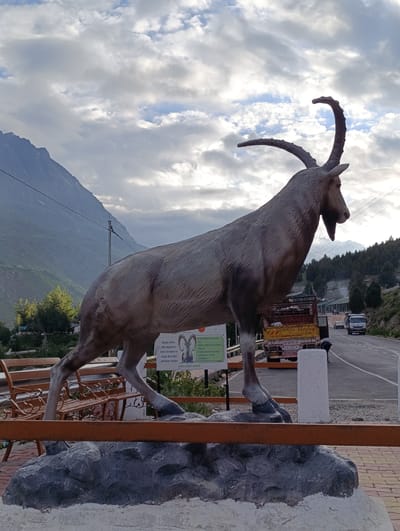 This media file depicts a statue of an Ibex, a type of wild goat, in Stingri, India. The statue is large and appears to be made of a grey material, with distinct horns curving backward. It stands on a rocky base, with a park bench and a metal railing in the foreground.
Behind the statue, a paved road is visible, with cars and trucks driving on it. There are also trees and mountains in the background, suggesting a mountainous or hilly region. The sky is cloudy, with patches of blue sky visible, indicating it could be daytime with variable weather.
A sign next to the statue provides information about the Ibex, stating that they migrate to lower elevations during winter to escape deep snow and harsh weather. It also includes advisories such as "Do Not Disturb or harm the Ibex," "Watch wildlife silently from a distance," and that "Feeding chasing of harming wild animal is strictly prohibited." The sign also indicates "LAHAUL FOREST DIVISION."
The overall scene suggests a scenic roadside attraction or viewpoint in a natural setting, likely a place where wildlife, such as Ibex, are present or have ecological significance. The presence of the road and vehicles suggests it's a location accessible to travelers.