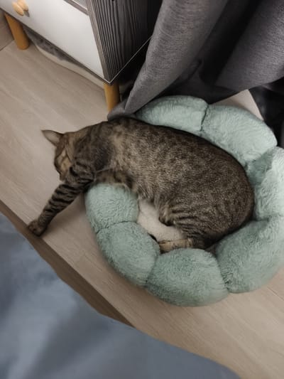 A tabby cat is sleeping curled up in a light green, fluffy cat bed. The cat bed is situated on a light-colored wooden surface, possibly a shelf or table. The cat's body is mostly obscured by the bed, but its head is visible, facing away from the camera, and one of its striped front paws is extended. Behind the cat bed, dark grey fabric, likely curtains, is draped. To the left of the cat bed, part of a piece of furniture with wooden legs and a white surface is visible. The overall setting appears to be indoors, possibly a home environment. The lighting suggests it could be daytime. There is no visible text in the image.