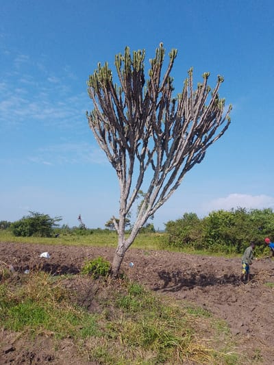 A tall, leafless tree stands prominently in a field of tilled soil under a bright blue sky. The tree's branches reach upwards, some with small green tips. Two people are working in the field, their figures blurred in the distance. Patches of green grass and other vegetation dot the foreground. In the background, low-lying green trees and shrubs can be seen along the horizon. The scene suggests a rural landscape, perhaps an agricultural area under cultivation.