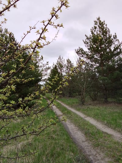 This image captures a serene natural landscape, likely near Елец-Маланино, Russia, featuring a dirt track winding through a verdant setting. The scene is illuminated by soft, diffused light under an overcast sky, suggesting a cloudy daytime.
In the immediate foreground, branches from a deciduous tree, possibly a wild fruit tree, extend across the left side and top-left corner of the frame. These branches are adorned with an abundance of fresh, light-green leaves and numerous unopened or newly opened buds, clearly indicating early spring. This foliage provides a natural, soft framing element to the composition.
Beyond these branches, a rustic dirt road or track with two distinct vehicle ruts stretches into the midground, curving gently towards the right. Patches of green grass grow within the track and more densely on either side, highlighting the natural growth reclaiming parts of the path. The grass appears vibrant and healthy, contributing to the overall freshness of the scene.
The background is dominated by a dense growth of trees, primarily tall evergreen pines with their characteristic dark green needles, interspersed with other deciduous trees that are either still bare or just beginning to bud. This forest edge creates a natural barrier and adds depth to the landscape. The sky above is a uniform light gray, completely covered by clouds, which diffuses the sunlight and casts no distinct shadows.
There are no people, animals, or specific events depicted, emphasizing the quiet solitude of the natural environment. The overall atmosphere is peaceful and showcases the fresh, burgeoning life of springtime. No visible text is present in the media file.