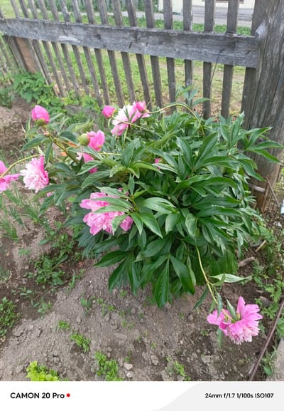 This is a vertical, medium-shot photograph of a blooming peony plant in a garden. The plant features numerous pink peony flowers, some fully open and others in bud, surrounded by lush green foliage. The peonies are positioned in the lower half of the frame, with the plant's dense leaves dominating the center and right side of the image. A weathered wooden fence is visible in the background, stretching horizontally across the top of the frame and vertically on the right. The ground in front of the plant is composed of soil with scattered small green weeds. The lighting suggests it is daytime, likely overcast or in soft natural light, as there are no harsh shadows. The setting appears to be a residential garden in Plesetsk, Russia, indicated by the fence and the planting style. The photograph is a close-up of the flora, emphasizing the delicate texture and vibrant color of the peonies. At the bottom of the image, there is text that reads "CAMON 20 Pro" and "24mm f/1.7 1/100s ISO107".