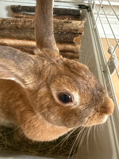 A close-up, eye-level, full-body shot of a young brown rabbit is shown in a cage. The rabbit is facing right, with its head turned toward the viewer. The rabbit's fur is a reddish-brown color. Its eyes are dark brown and it has long, white whiskers. The cage is made of white metal bars and has a wooden platform in the background. Hay is visible in the bottom of the cage. The lighting is bright and natural. No people are visible in the image. This image does not depict any specific location in Bristol, United Kingdom.