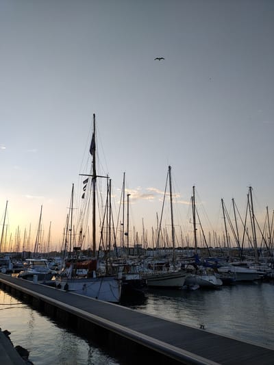 The image depicts a marina in Canet-en-Roussillon, France, at dusk. Numerous sailboats are docked, their masts creating a dense forest of rigging against the pale sky. The setting sun casts a warm glow on the horizon, visible through a scattering of clouds. A lone seagull is captured in flight high in the sky. In the foreground, a wooden pier runs along the water's edge, reflecting the soft light. Several boats are moored along the pier, including a white sailboat with a blue flag and another with a red sail cover. The water is calm, with gentle ripples reflecting the surrounding boats and the sky. The overall atmosphere is tranquil and serene.