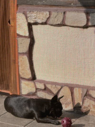 The image depicts a black dog lying down on a paved surface, looking towards a pink, textured ball. The dog appears to be a French Bulldog due to its short snout and erect ears. The scene is viewed through a window screen, which creates a grid pattern overlaying the entire image. In the background, there is a shadow of what appears to be a stone wall or decorative fencing. The lighting suggests it is daytime, possibly late afternoon due to the warm tones. The location is identified as Karabunar, Bulgaria, implying this is an outdoor scene within a residential or public area.