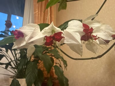 The image shows a close-up of white flowers with small red centers, hanging from a vine. The flowers have delicate, heart-shaped petals. In the background, a window with orange curtains is visible, and a potted plant with dark green leaves is partially obscured. The scene appears to be indoors, possibly in a residential setting. There is no information in the image to suggest it is located in Kuril'sk, Russia, or any other specific location.