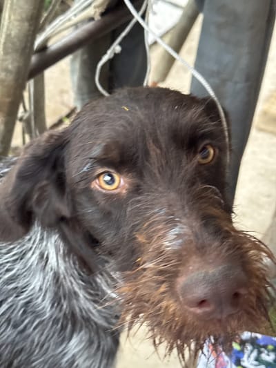 A close-up, eye-level shot captures the head of a brown-haired dog, possibly a Deutsch Drahthaar, with striking amber eyes. The dog is positioned in an outdoor setting, with what appears to be parts of a metal structure and a leash or rope in the background. The fur around its face is a mix of brown and white, with some strands appearing damp or matted. The dog's nose is visible, and a small piece of colorful fabric is visible in the lower right corner of the frame. The lighting is diffused, suggesting an overcast day. The location is identified as Ptichnik, Russia.