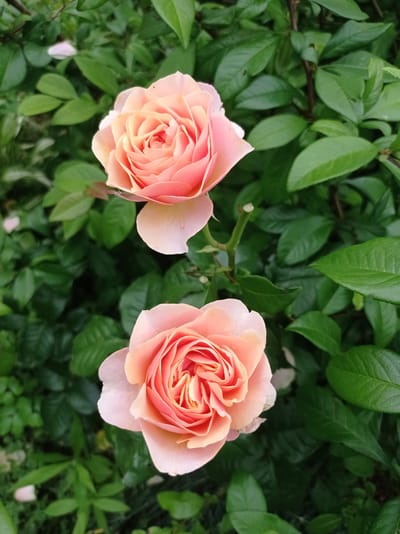 The image displays a close-up, vertical view of two peach-colored roses in bloom, set against a backdrop of lush green foliage. The roses are detailed, showcasing their delicate petal formations. The top rose is slightly more closed than the bottom one, which is fully open. The background consists of dense green leaves and some out-of-focus pink petals, suggesting a garden setting. The lighting appears soft and natural. The scene is devoid of any human presence or identifiable landmarks specific to Kubanskiy, Russia. The image captures a moment of natural beauty within a garden environment.