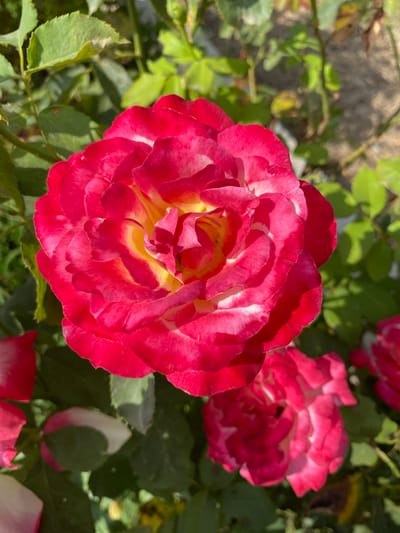 This is a close-up, eye-level, vertical outdoor shot of a vibrant, multi-colored rose bloom. The rose is predominantly a deep pink with bright yellow and white accents in its petals, particularly towards the center. The petals are layered and appear soft and slightly ruffled. The background consists of lush green foliage and hints of other rose blooms, some appearing slightly out of focus. The lighting suggests a sunny day, casting shadows and highlighting the textures of the petals. The image does not contain any recognizable landmarks or features that would indicate its specific location within Ventsy, Russia.